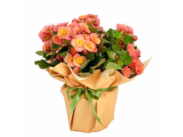 Begonia planta Cadou