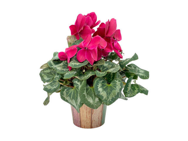 Planta cu flori Ciclamen