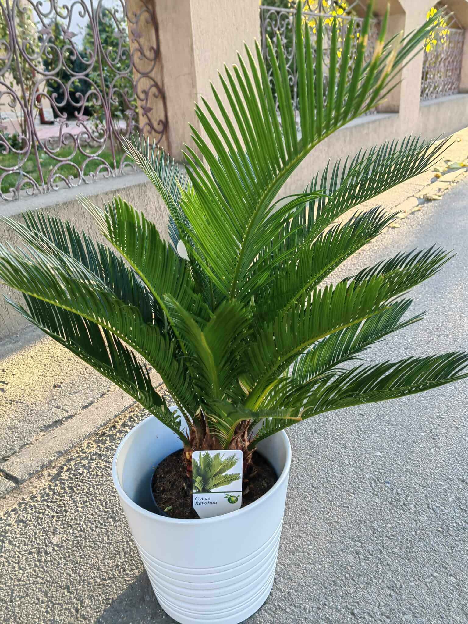 Planta palmier Cycas Il Davro-Flowers